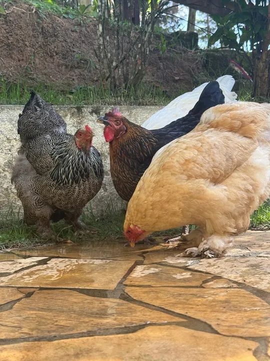 Galinha Brahma Cores - Poedeiras - Ornamentais - Ovos Galados -