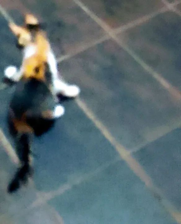 Gatinhos fofinhos para adoção - Foto 2