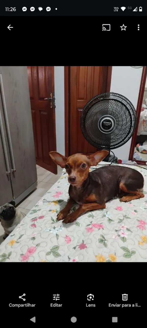Vendo Pinscher