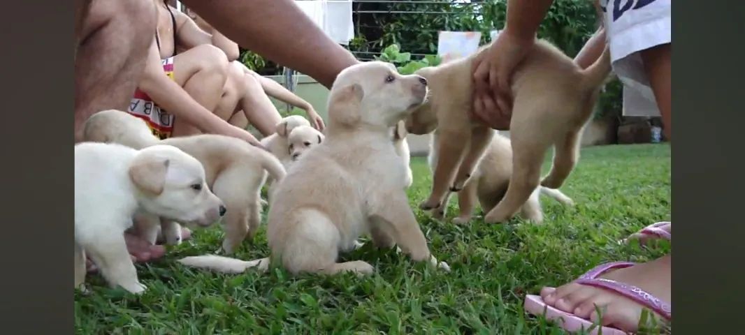 Golden x labrador  - Foto 2