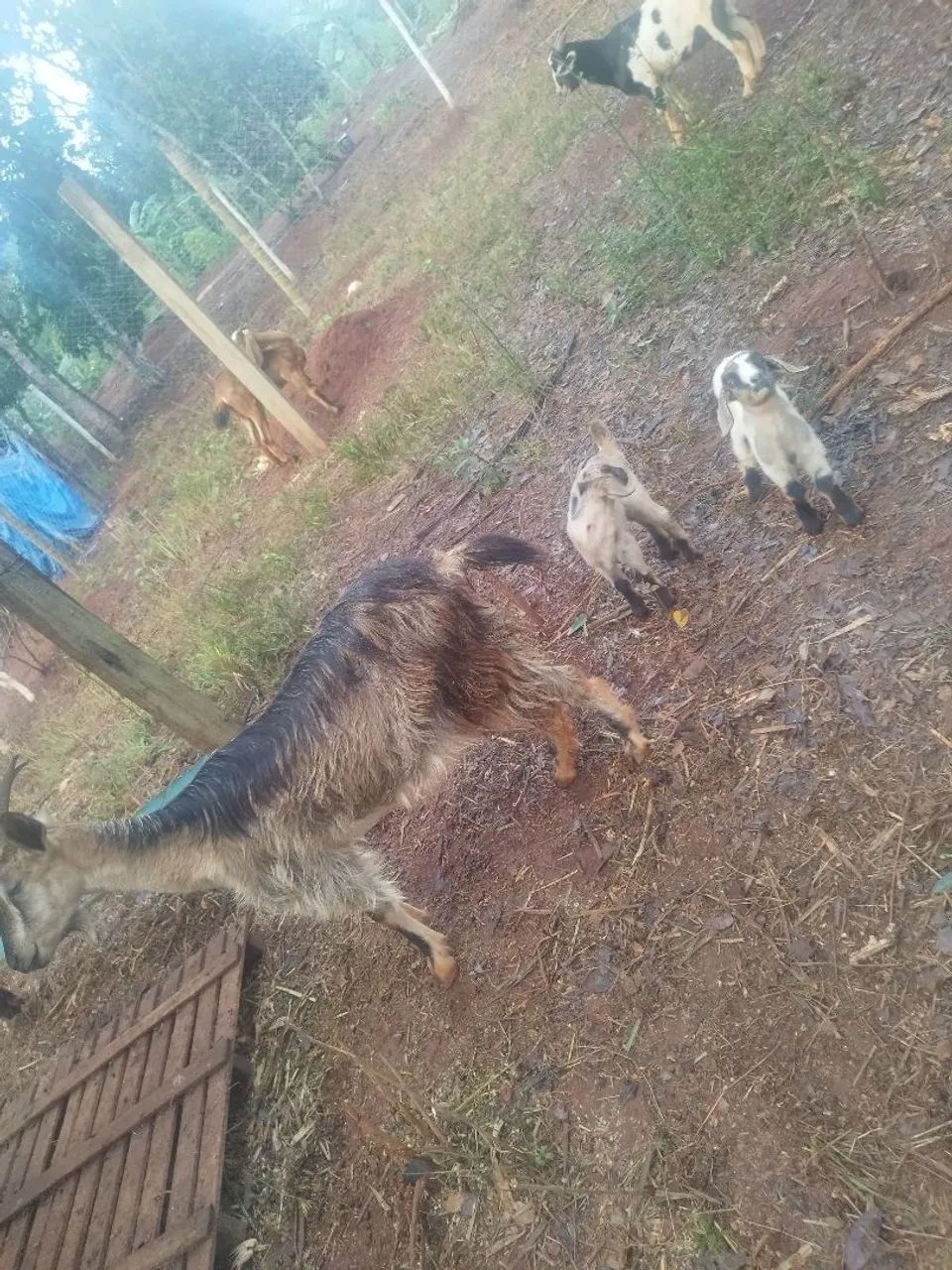 Cabra para venda - Foto 4