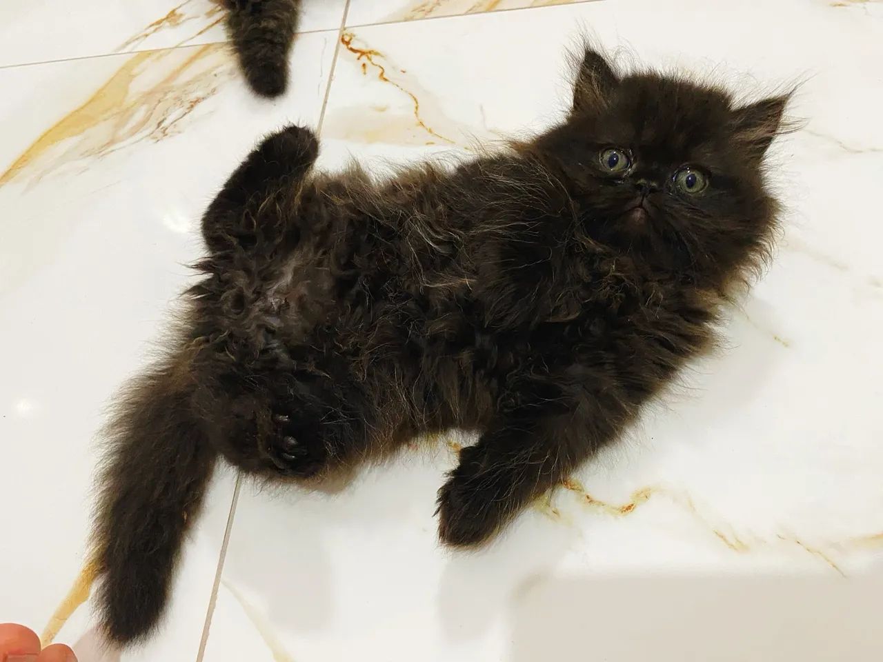 Gatinhos persa machos  - Foto 3