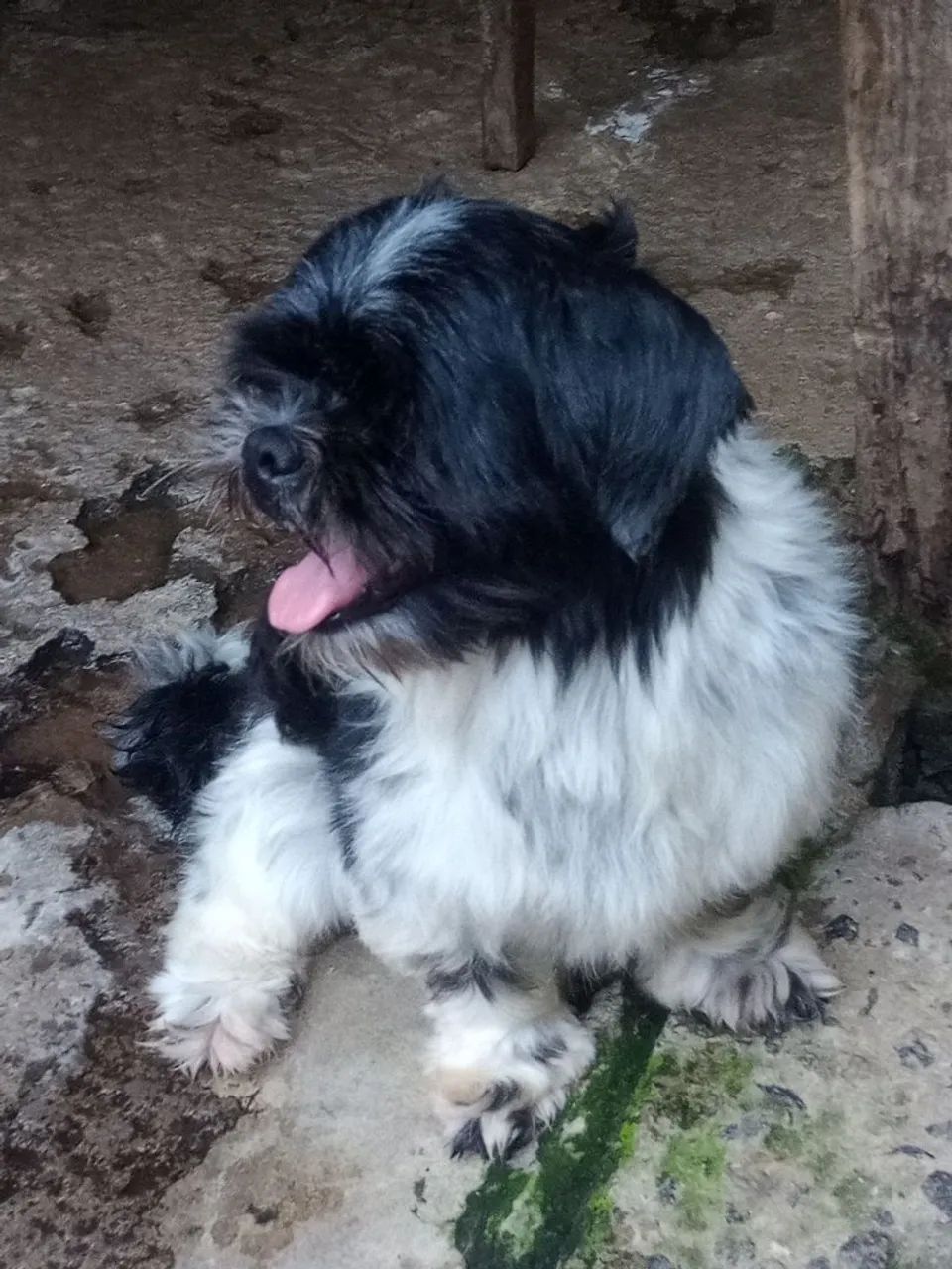 Shih-tzu Macho pra Cobertura (cruza)