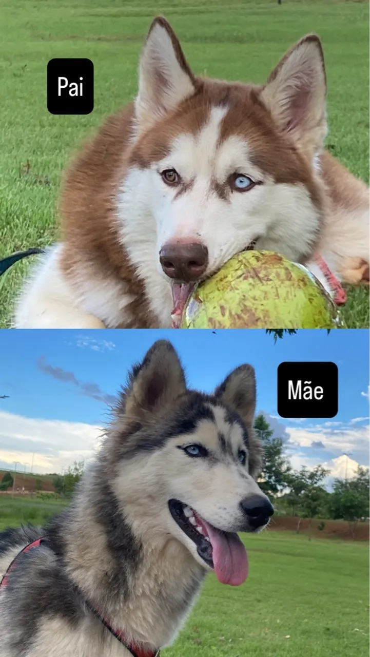 Filhotes de husky siberiano puros
