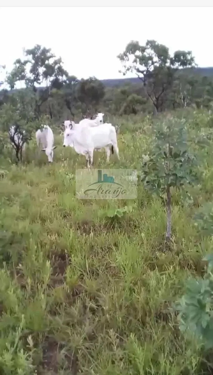 Fazenda, Setor Central, Almas - R$ 3.82 mi, Cod: 2555