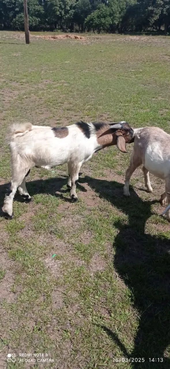 Bodes para venda - Ótimos para criação! - Foto 3