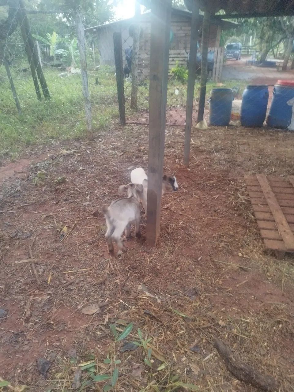 Cabra para venda - Foto 2