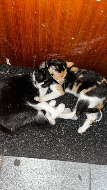 Dois gatinhos para adoção - Foto 6