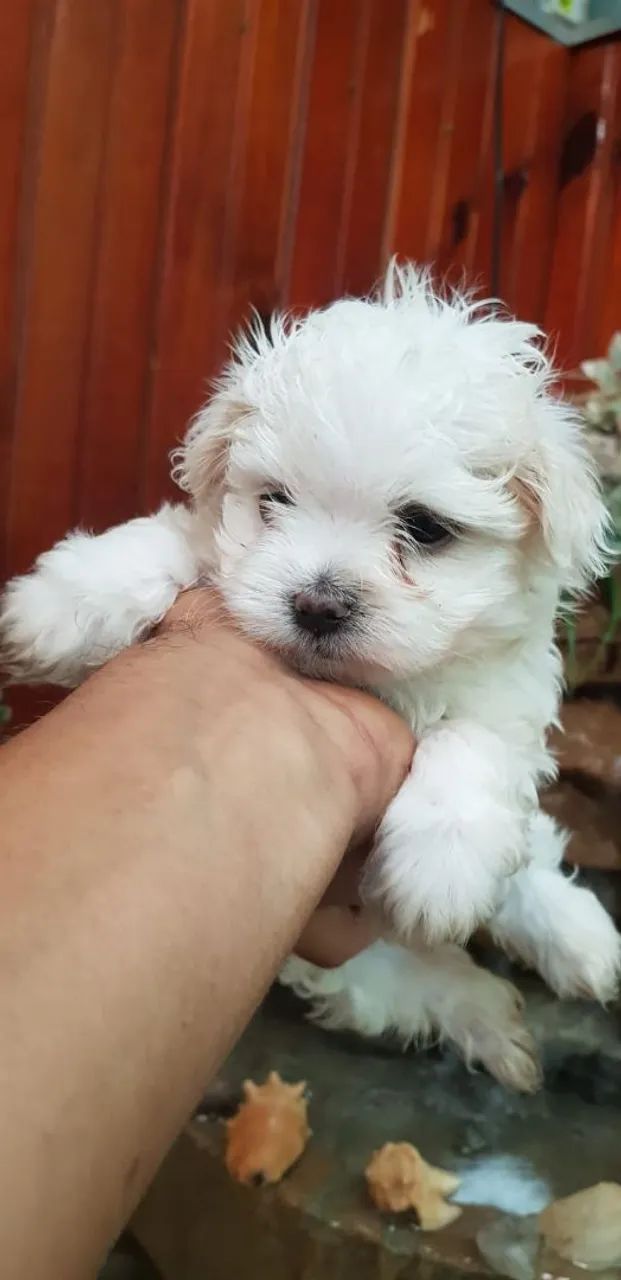 Maltês mine - Foto 2