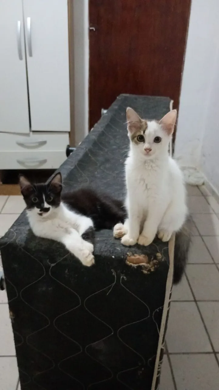 Gatinhos fofos para adoção!
