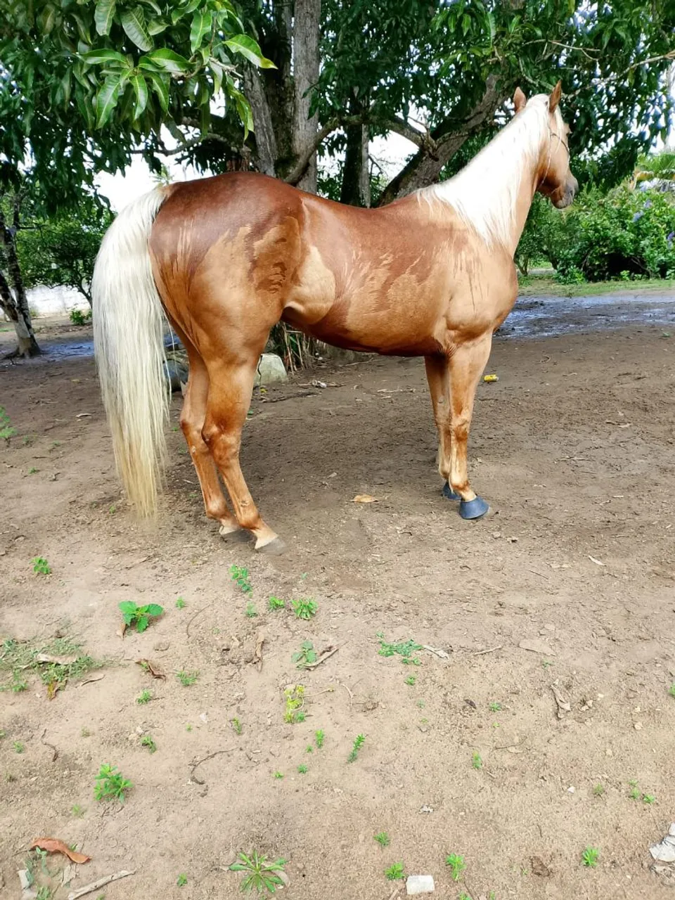 Cavalo de vaquejada com documento