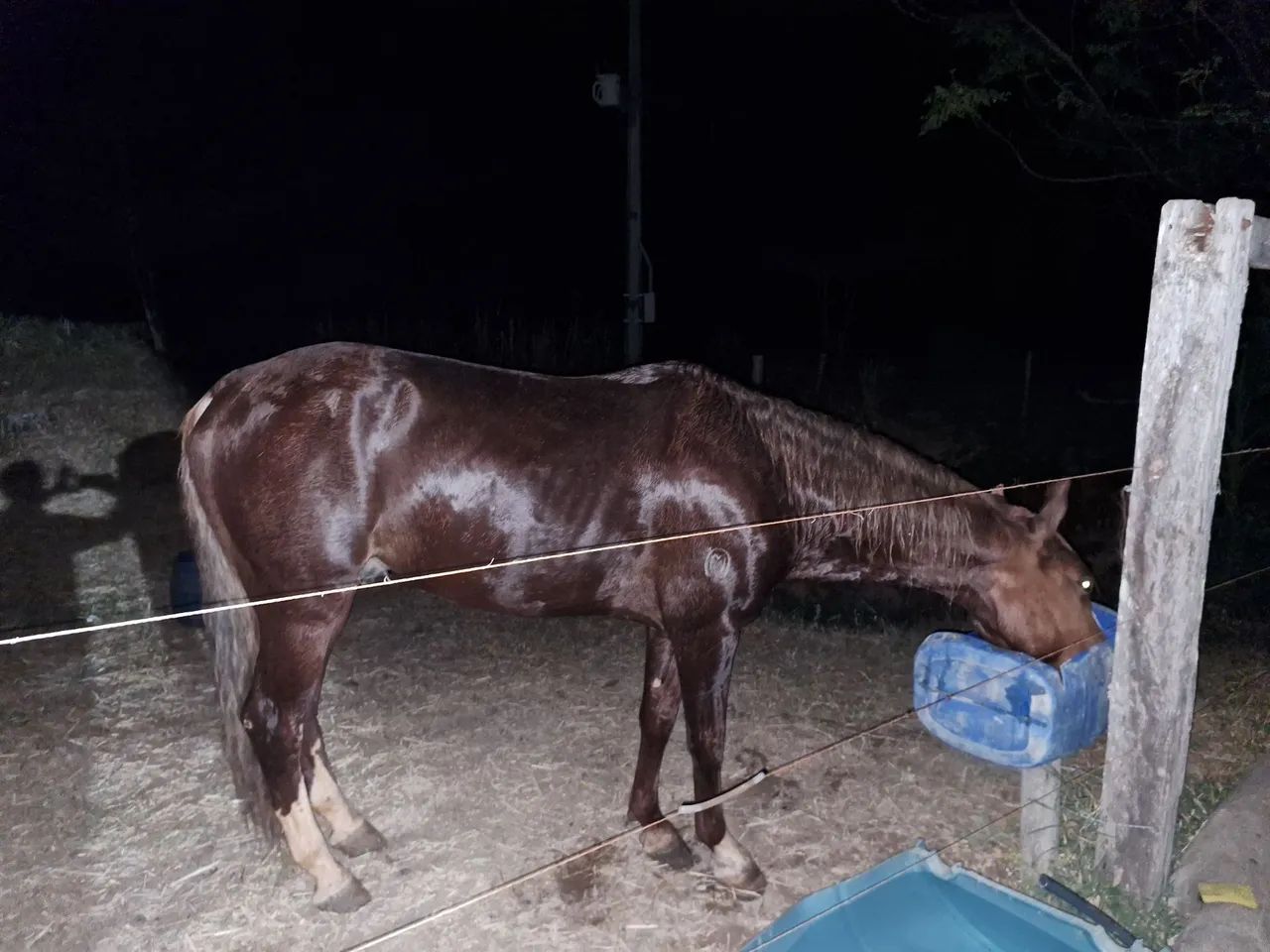 Cavalo mangalarga Machado registrado - Foto 3