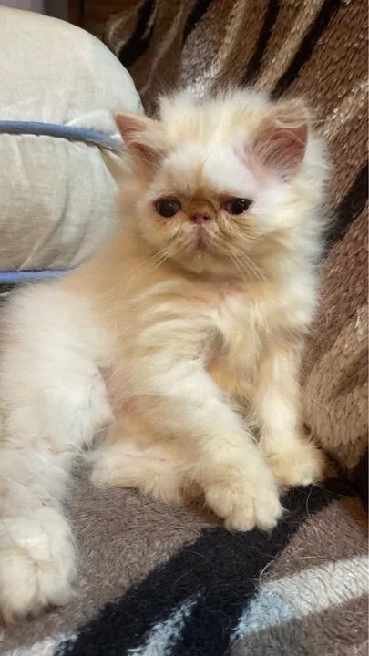 Filhote de Gato Persa  - Foto 3