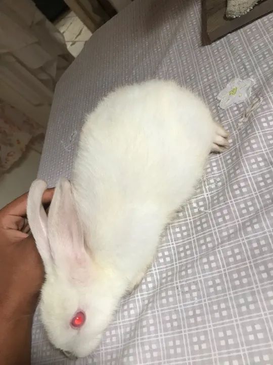 Coelho branco fofinho para adoção