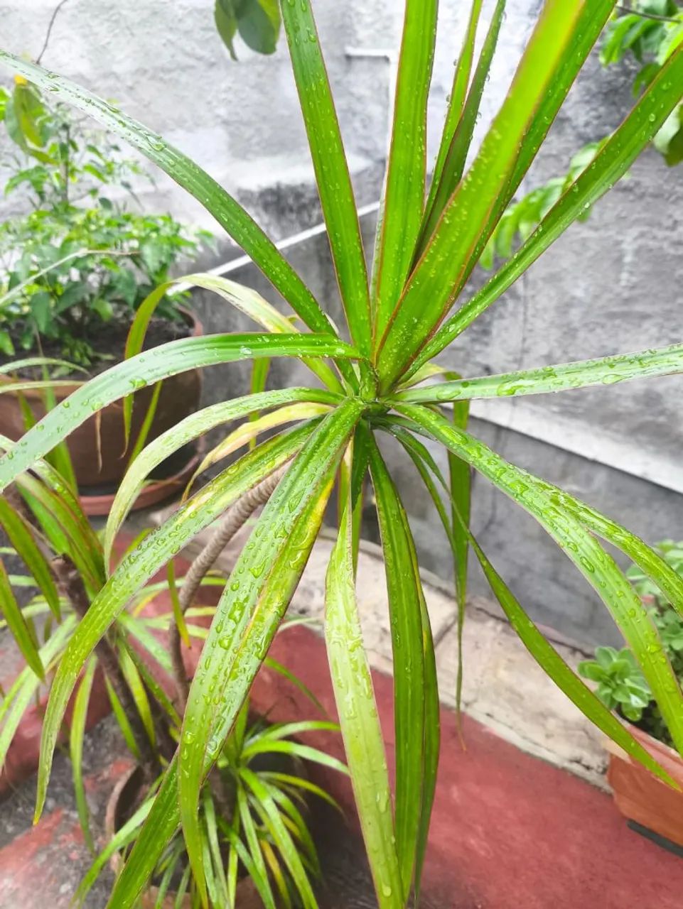 Planta dracena marginais de borda vermelha  - Foto 2