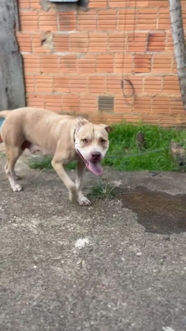 Pitbull para adoção