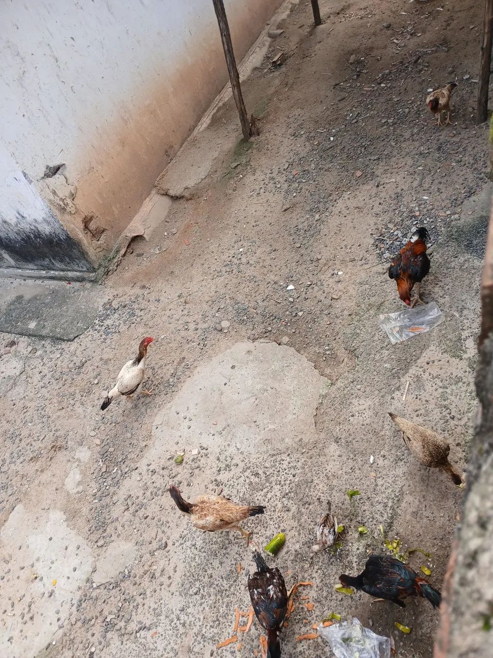 Galo é galinha de raça  - Foto 5
