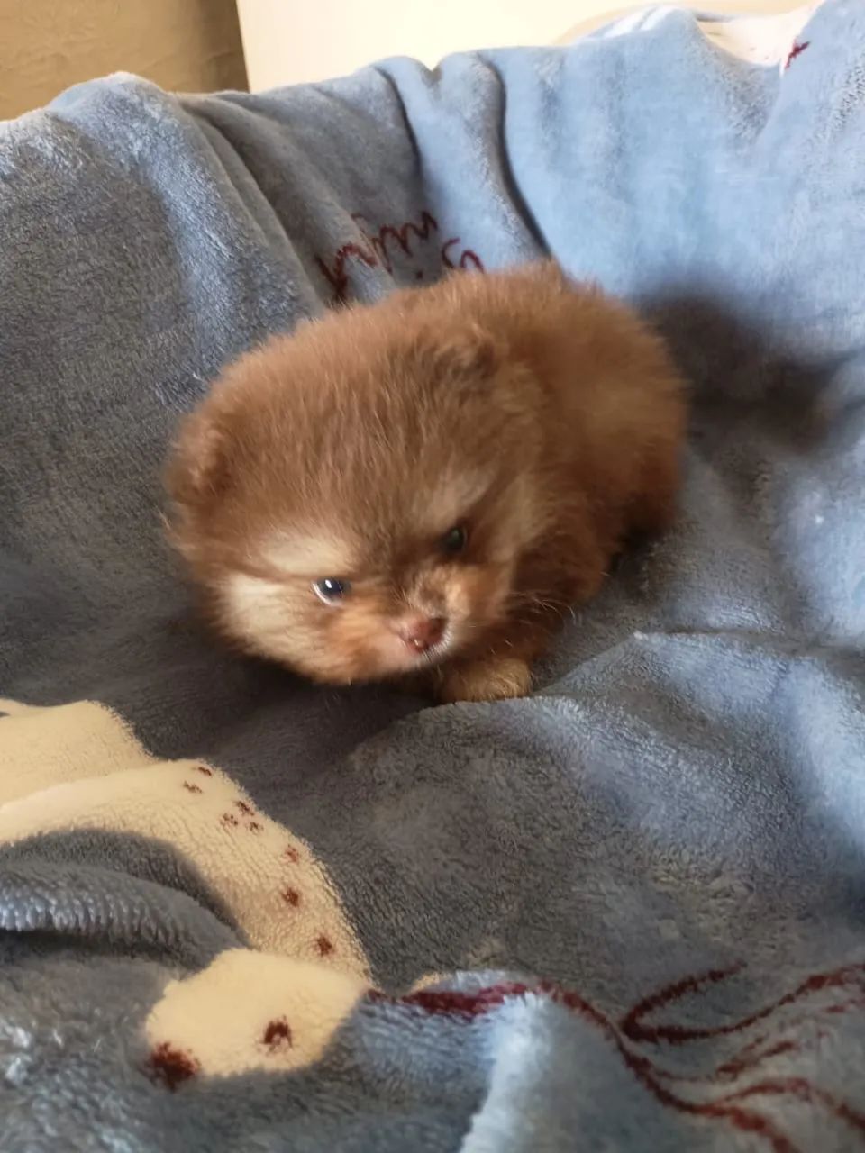 Spitz alemão - Foto 3