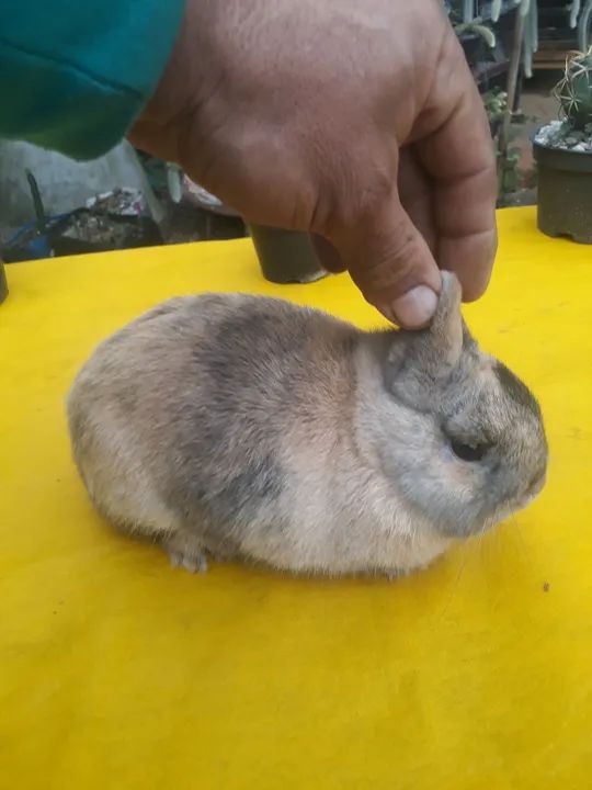 Coelho anão importado Harlequim 