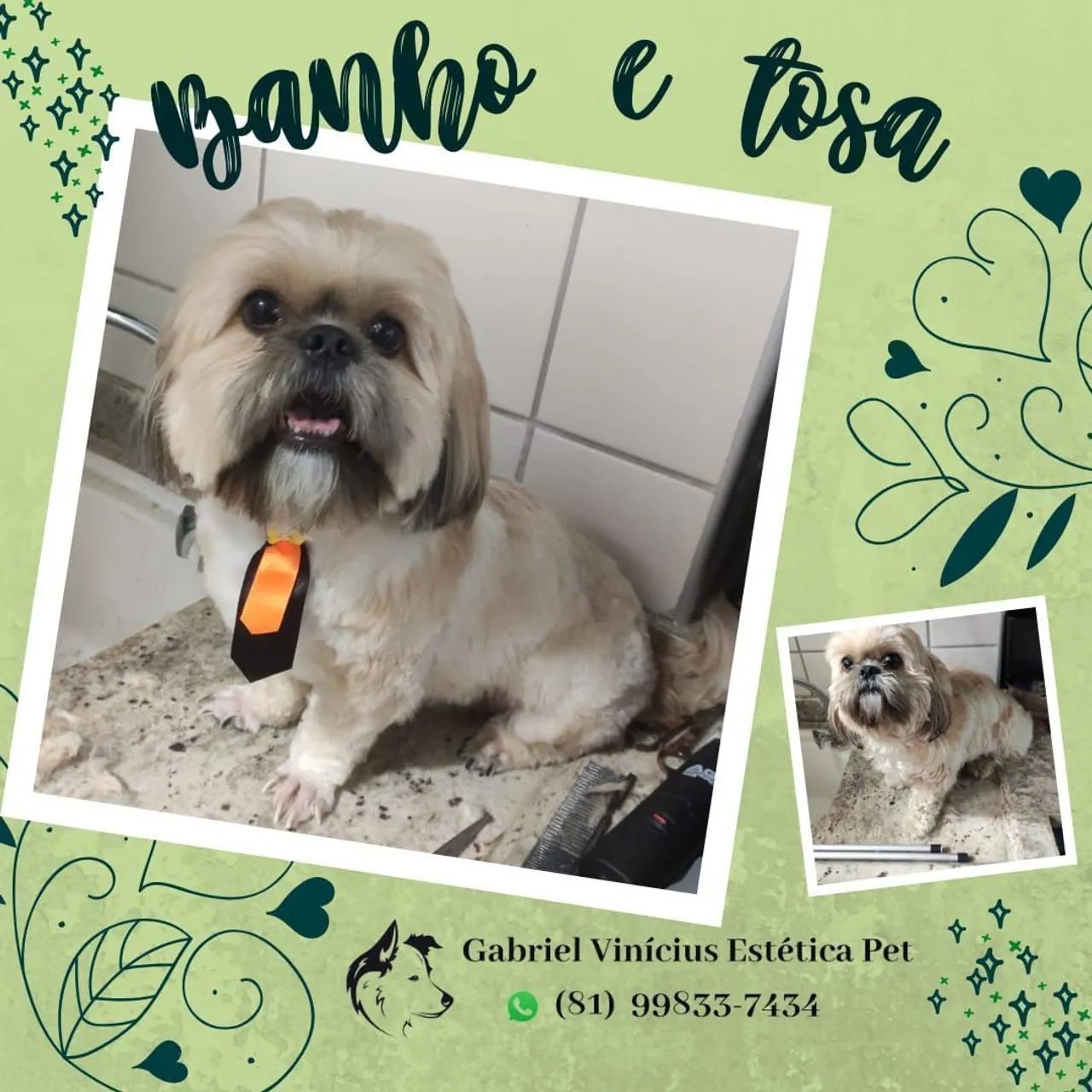 Banho e Tosa em domicílio  - Foto 3