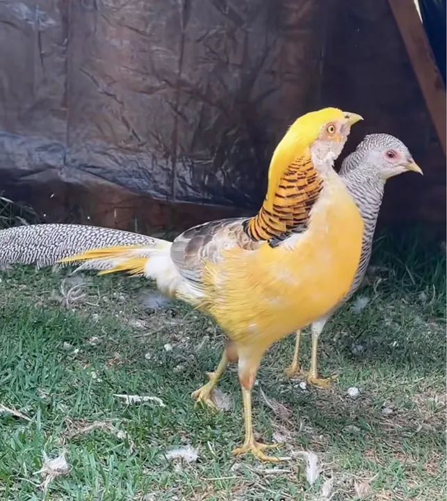 FILHOTES C/ 30 DIAS GALINHAS CANÁRIAS 