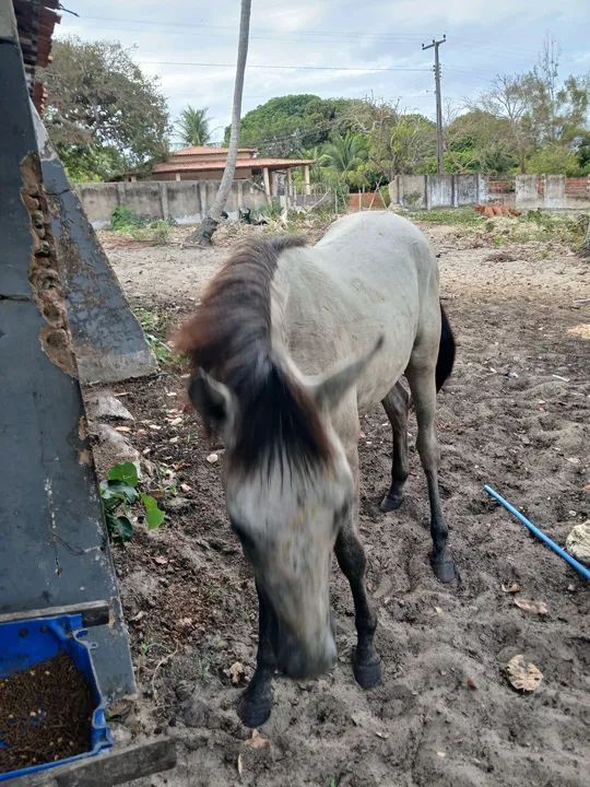 Sela de Cavalo - Usada - Foto 4