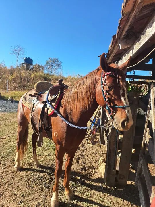 Cavalo mangalarga Machado registrado