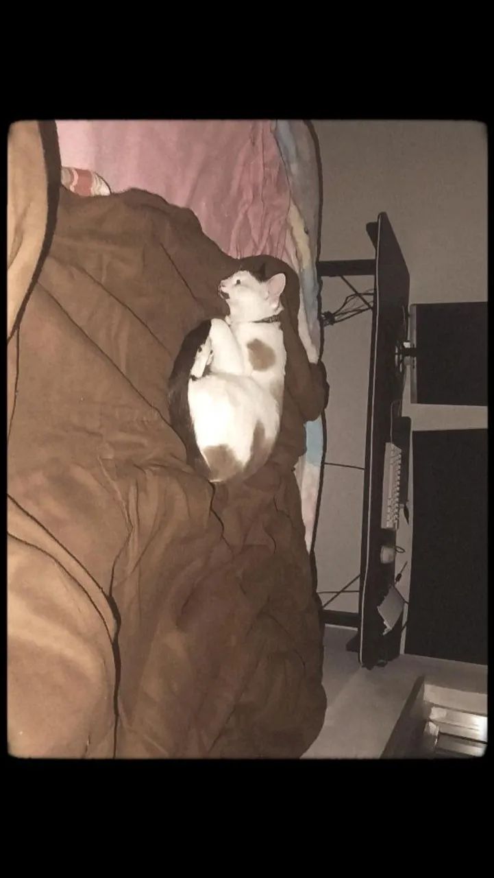 Doação de gato macho  - Foto 3