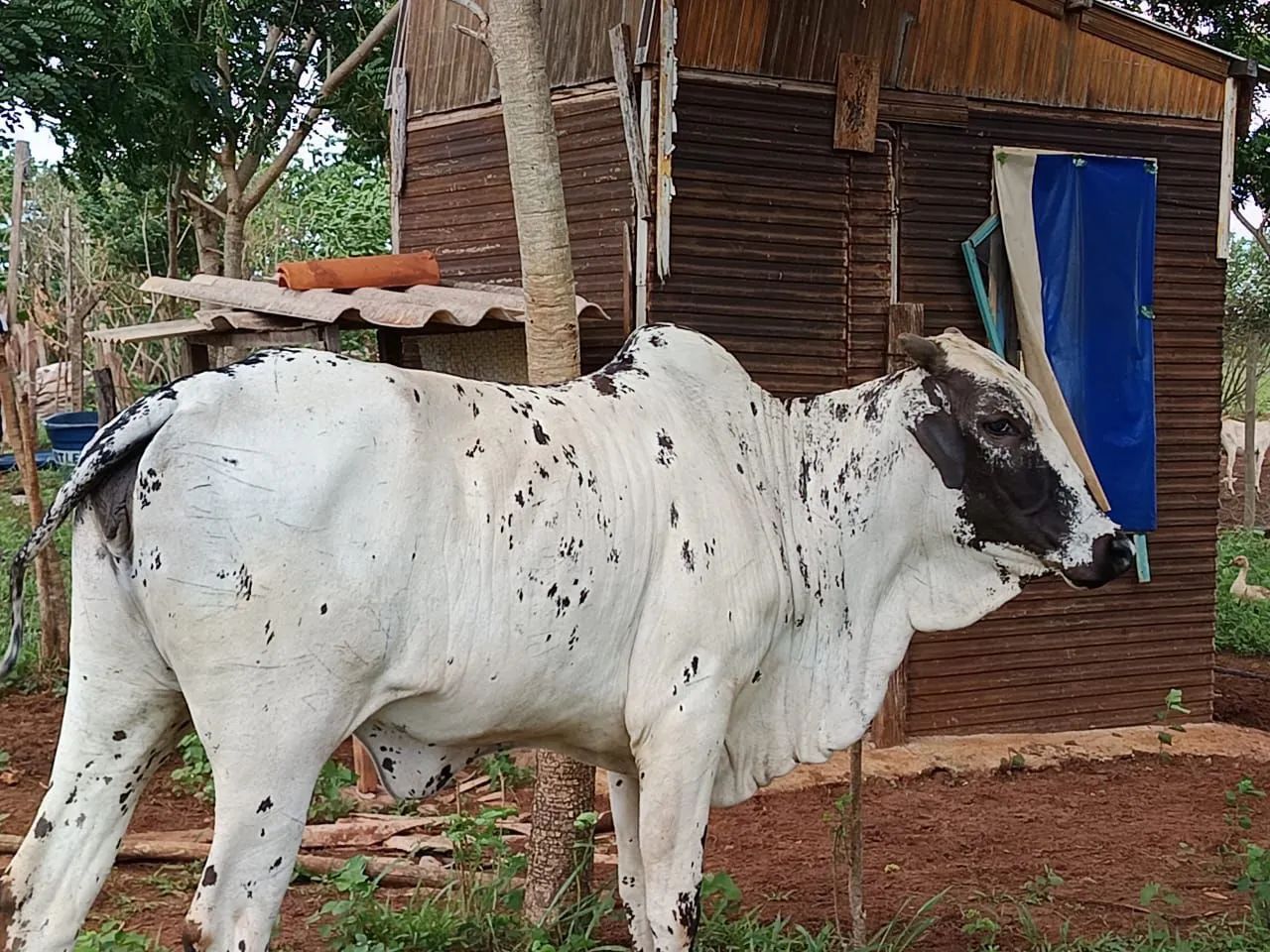 Casal nelore pintado puro sangue  - Foto 6