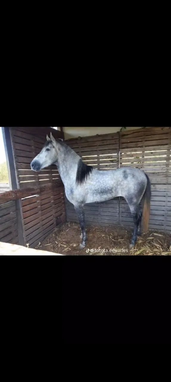 Cavalo american trotter  - Foto 2