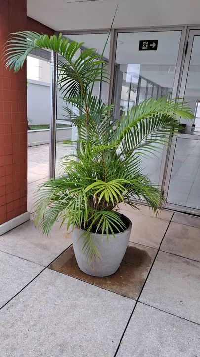 Palmeira Areca em vaso de plástico - Foto 5
