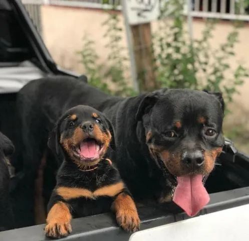 Rottweiler puro -Fêmea com pedigree- Adquira o melhor padrão da raça conosco- contate