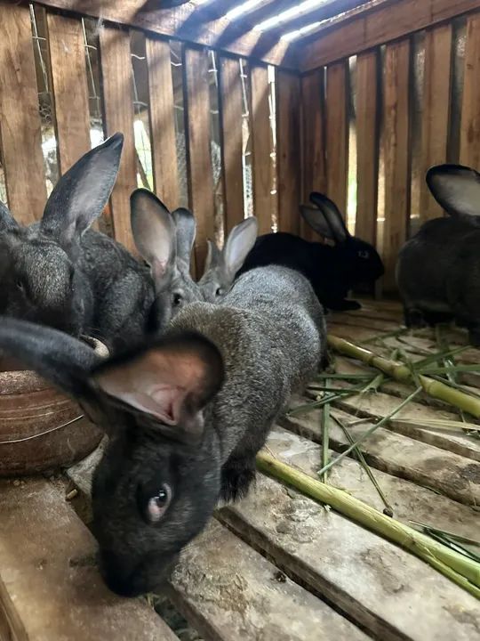 VENDE SE FILHOTES DE COELHOS