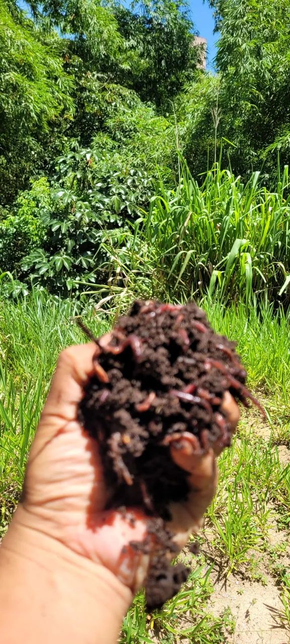 Gongolos para Compostagem  - Foto 2