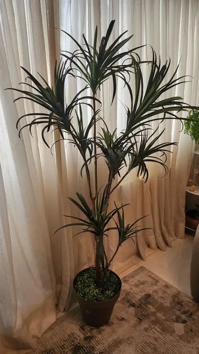 Planta permanente  - Foto 3