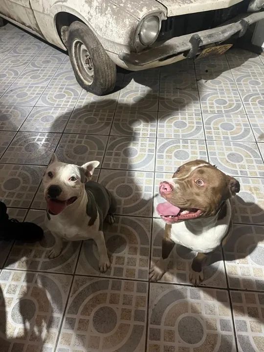 Filhote Pitbull - Foto 3