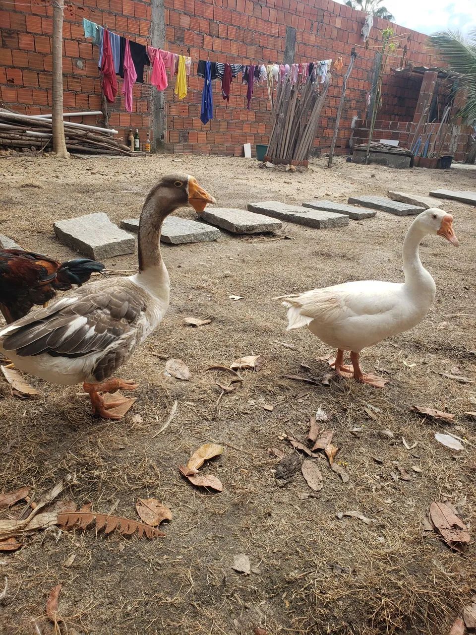 Casal de Gansos  - Foto 6