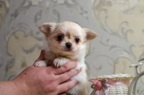 Chihuahua Pequeno Fêmea Compacta e Elegante