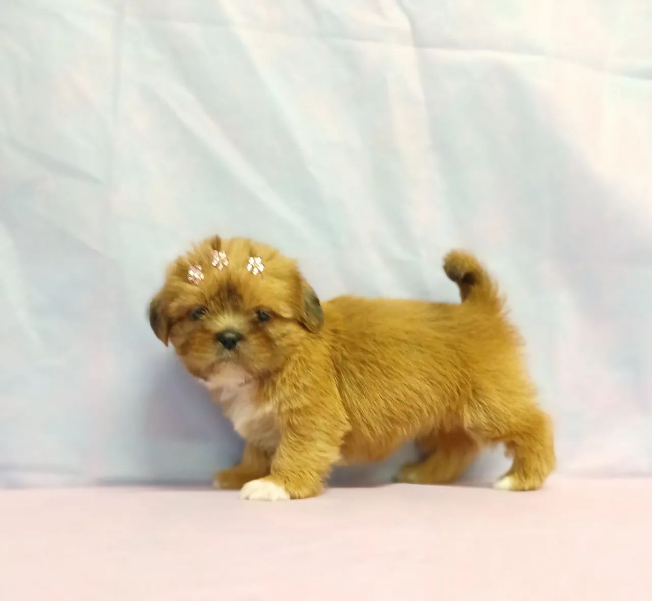 SHIH TZU - LINDOS FILHOTES - Foto 2