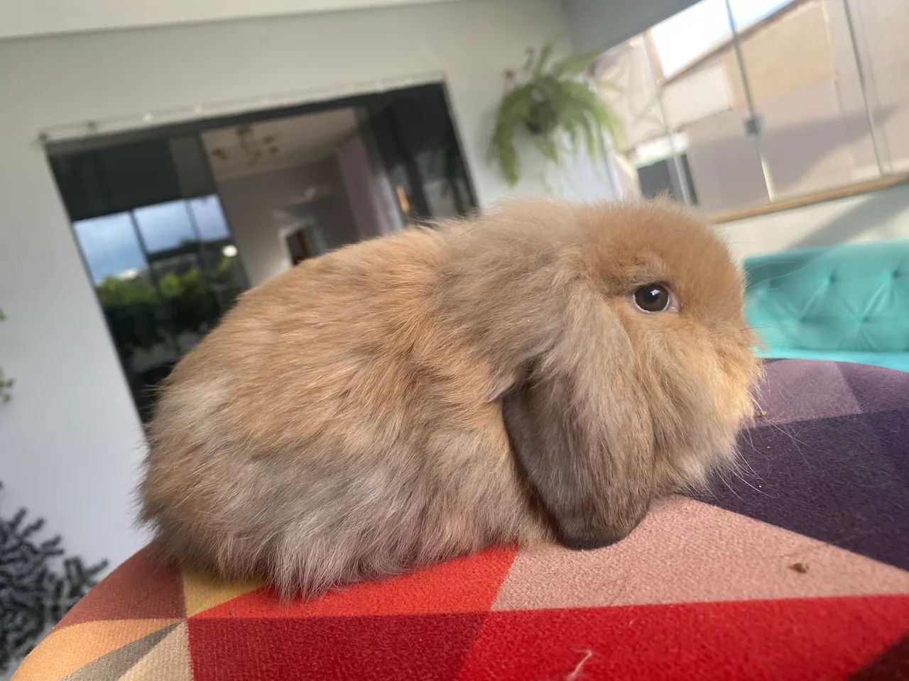 Coelho Mini Fuzzy Lop