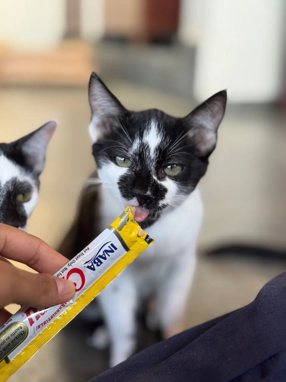 Gatinho filhote pra adoção  - Foto 2