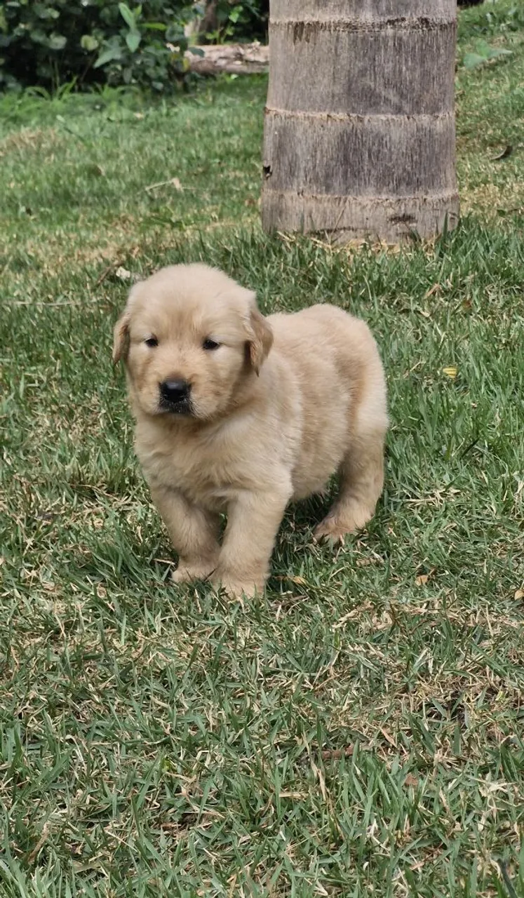 Golden Retriever filhotes