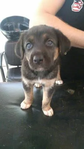 Pastor x labrador