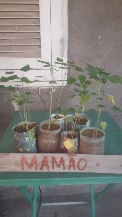 Muda Maracujá Mamão Papaya Capixaba Pimenta Pimentão Raquel F1 Sob Encomenda - Foto 2