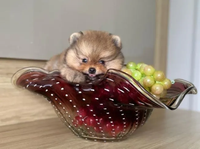 Lulu da Pomerânia Fêmea Anãzinha Perfeita