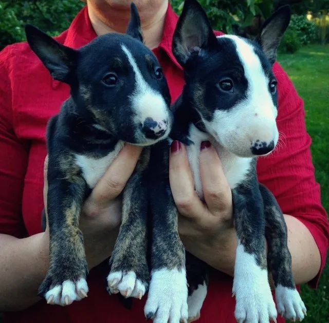 Bull terrier miniatura- Tenho machos e fêmeas vacinados (v10 importada), contrato de saúde