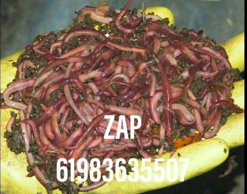 Minhocas californianas 100 unidades 