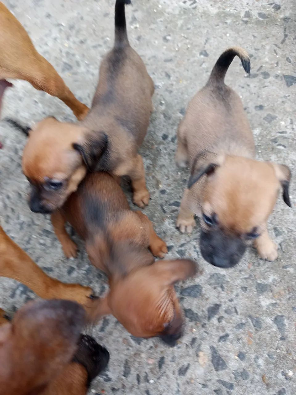 Filhotes de Pinscher macho - Foto 2
