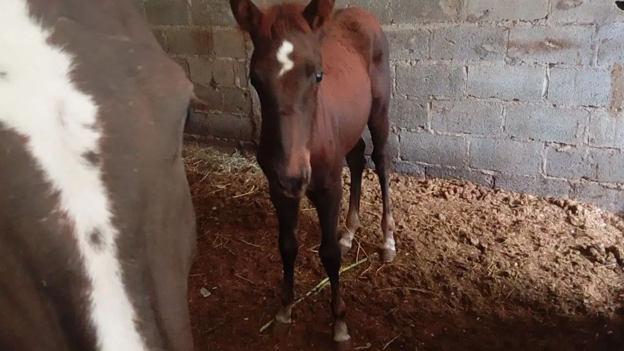 Doação potra fêmea retirar urgente 