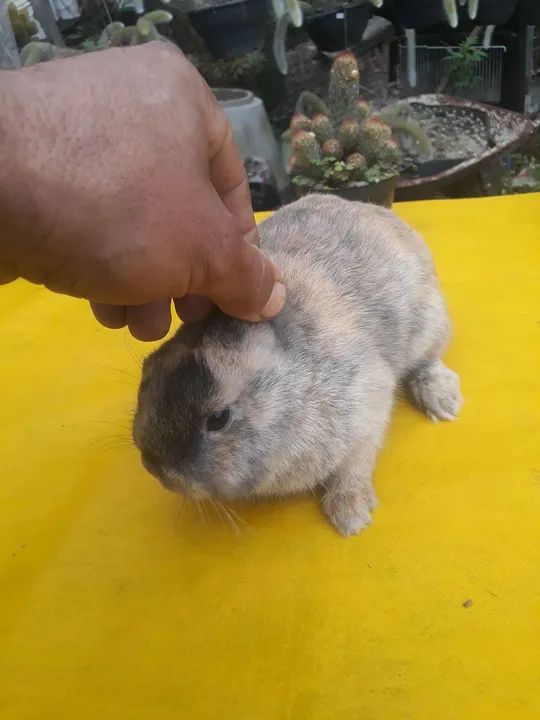 Coelho anão importado Harlequim  - Foto 3